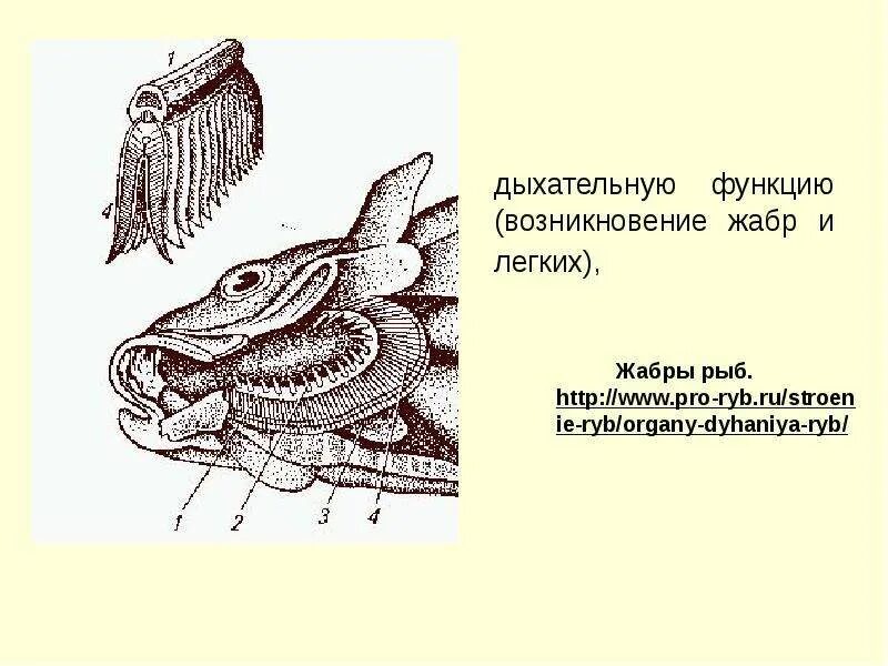 Жабры функции. Легкие рыбы. жабры рыбы рисунок. жабры рыбы строение.