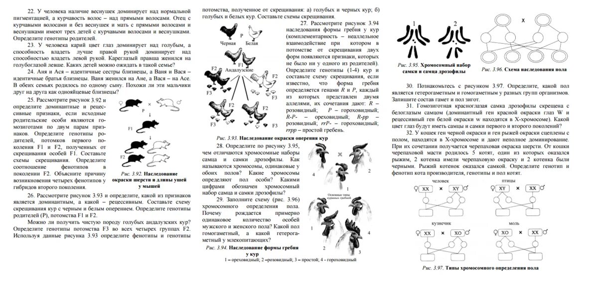 Курчавые волосы доминантный признак. Наследование окраски оперения у кур. У человека наличие веснушек доминирует над нормальной пигментацией. Отец с курчавыми волосами и без веснушек. Задача по генетике про птиц.