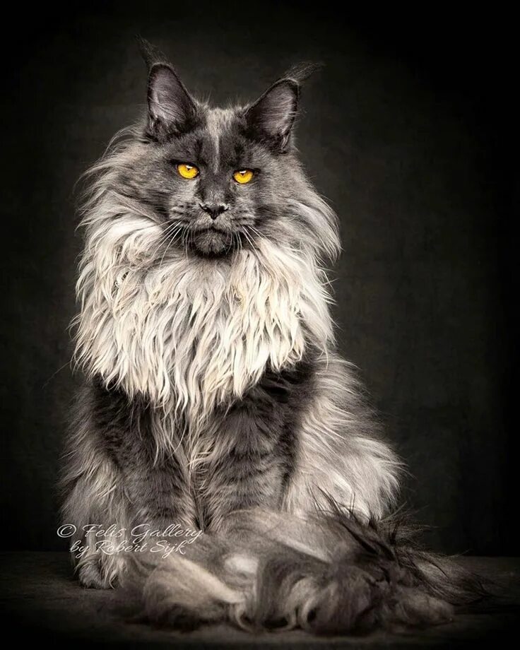 Самый лучший мейн кун. Мейн-кун. кот мейн кун. королевский мейн кун. персидский мейн кун.