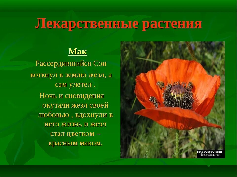 Назовите с помощью глаголов цвет мака. Мак прицветниковый красная книга краткое описание. мак описание. рассказ про мак. мак описание растения.