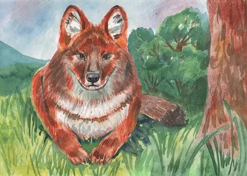 Красные животные рисунки. Красный волк из красной книги. Красный волк в Красноярском крае. Красный волк рисунок. Картина красного волка.