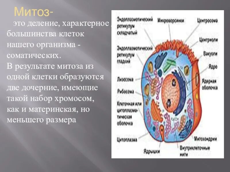 Свойства живого деление клетки