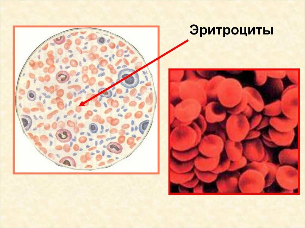 Эритроциты лейкоциты тромбоциты. Кровь биология эритроциты. Как выглядят эритроциты. Эритроциты рисунок.