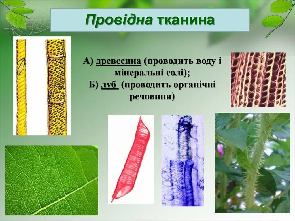 Проводящая ткань и ее функции. Проводящая ткань растений. проводящая ткань биология. проводящие ткани растений древесина. ткани растений проводящая ткань.