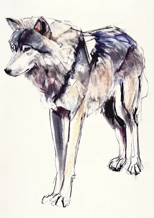 Вервольф гравюра. Стая волков альфа самец. Движение стаи волков. Марк адлингтон художник. Туша волка.