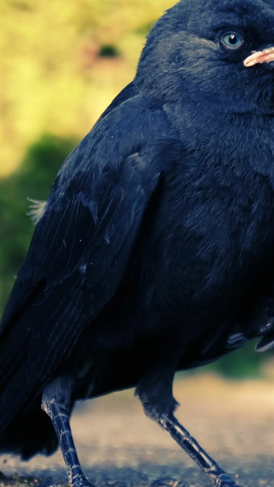 Big Black Birds In Nj Store www.baikalcinema.ru