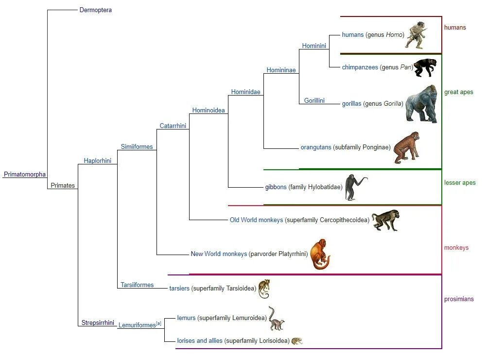 Как располагаются группы животных на родословном древе. Филогенетическое дерево гоминид. Эволюционное Древо приматов. Филогенетическое Древо приматов. Филогенетическое Древо человека.