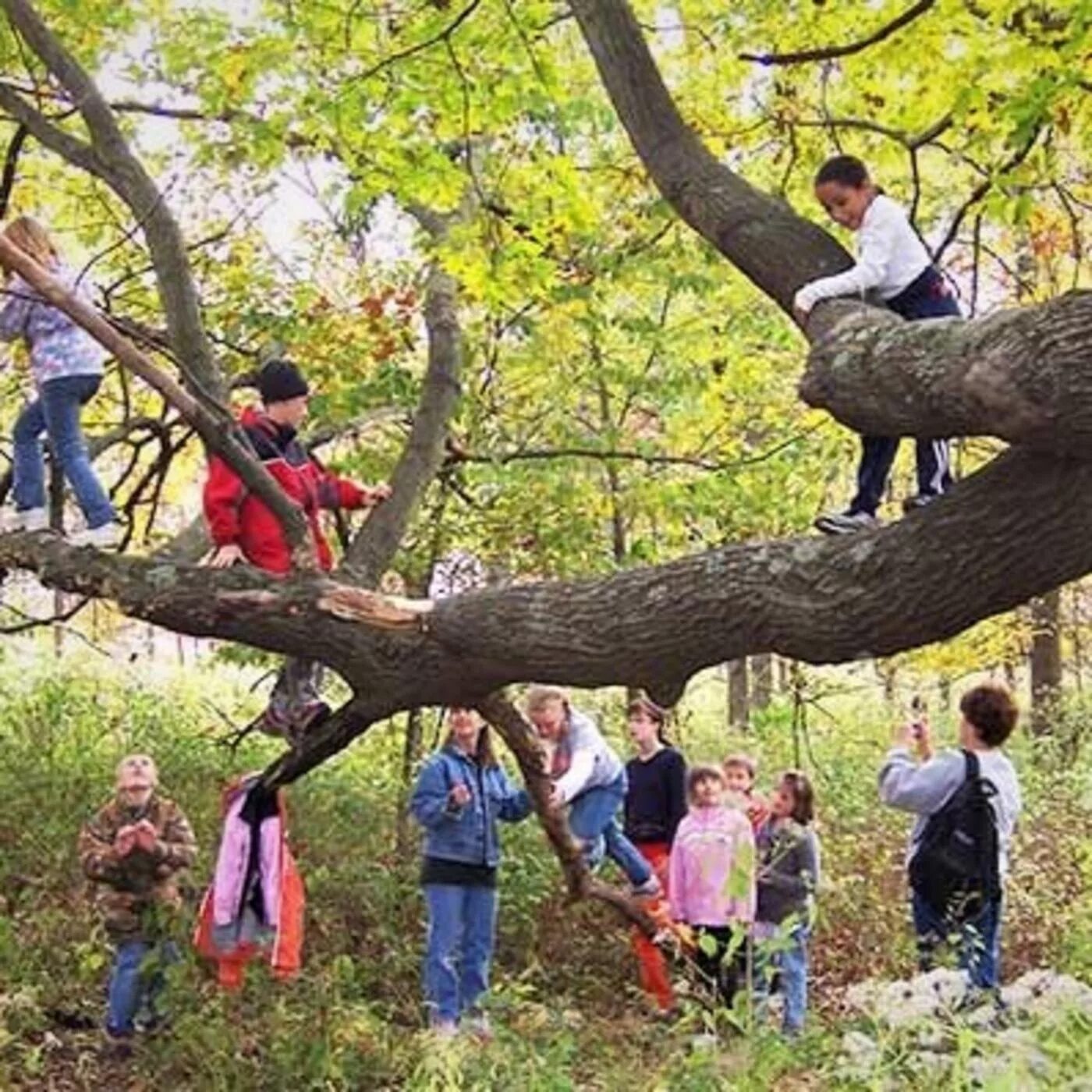 Безопасность на природе. Безопасность на природе фото. Фотовыставка безопасность на природе. Аутисты на природе. Can you climb a tree