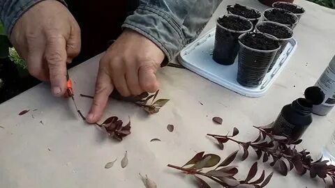 Укоренение черенков барбариса