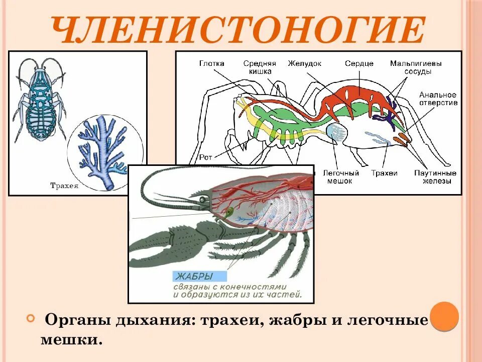 Дыхание паукообразных трахейно легочное