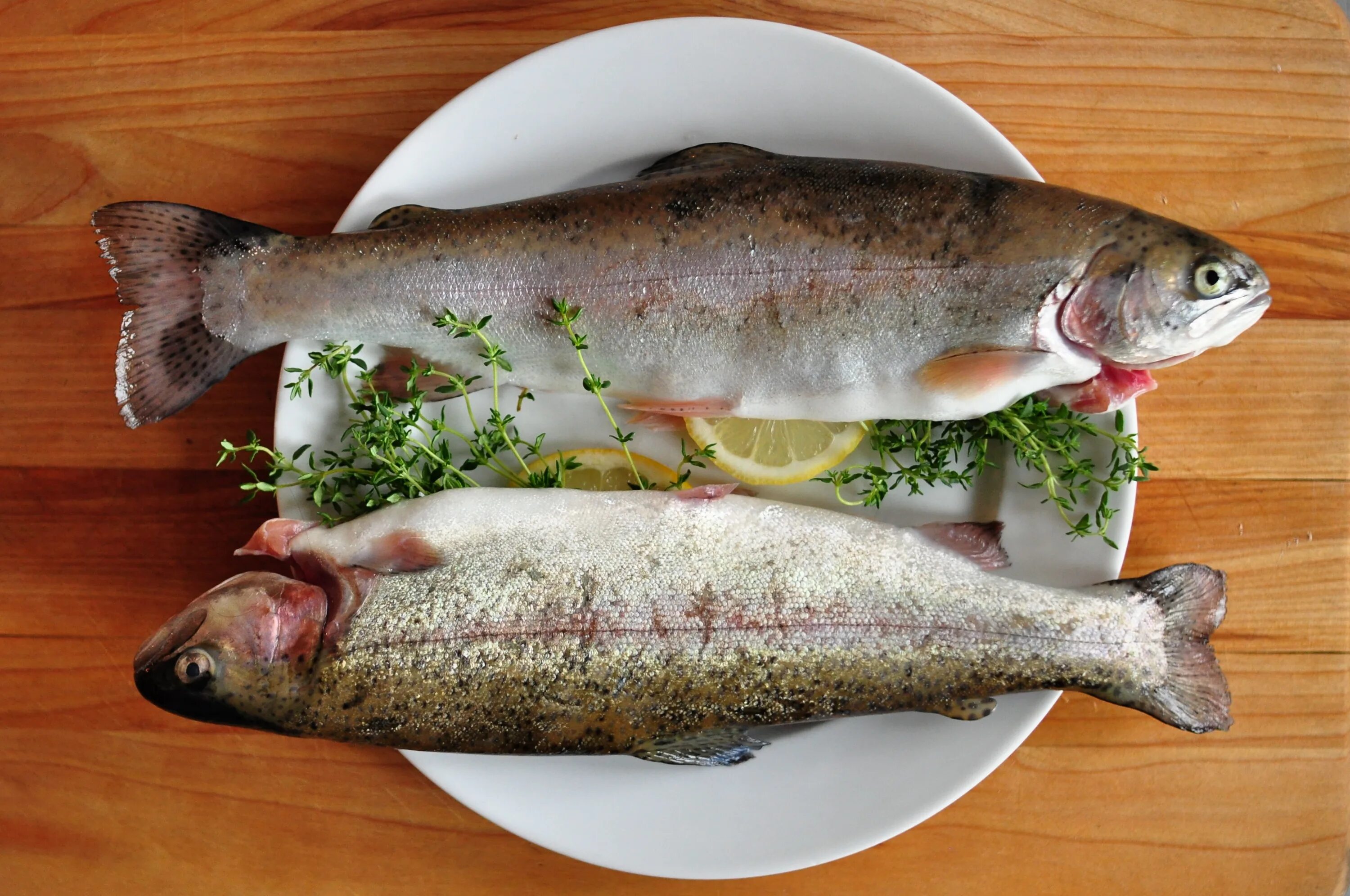 Fish may be