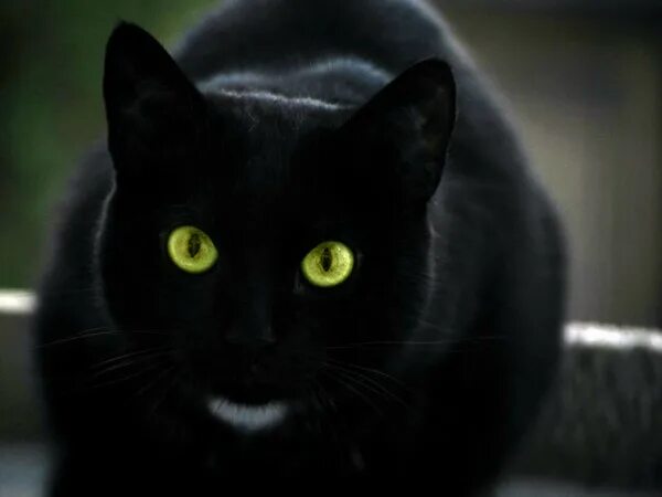 Скачать обои зелёный, макро, кот, кошка, глаз разрешение 2560x1440 #95986