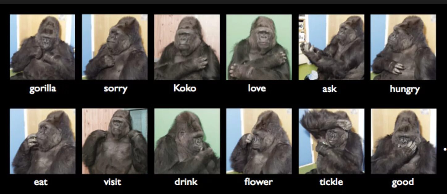 Обезьяна не понимает. Горилла Коко язык жестов. Жесты обезьян. Язык жестов обезьян. Обезьяну научили языку жестов.