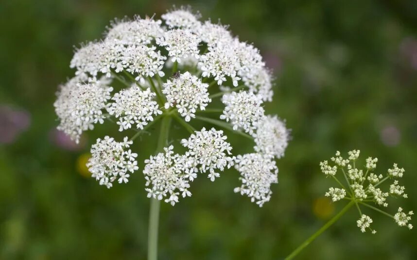 Зонтичные (подсемейство). Семейства зонтичные (apiaceae). Сельдерейные зонтичные. Семейства зонтичные (apiaceae). Семейство зонтичные.