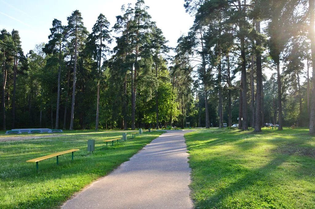 Роща тверь. Роща тверь. Бобачёвская роща тверская область. Роща тверь. Бобачевская роща тверь.