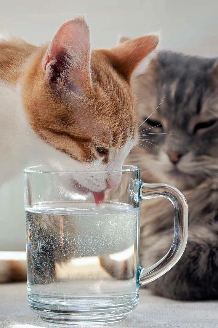 Кот пьет. Кот пьет воду. Кот лакает воду. Котенок пьет молоко. Как заставить кошку пить