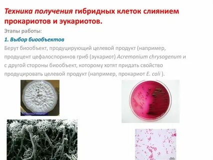 Метод получения гибридных клеток
