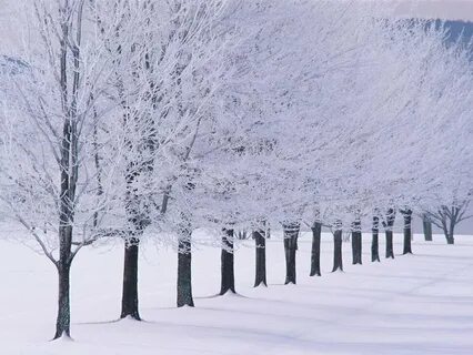 Snow snows read