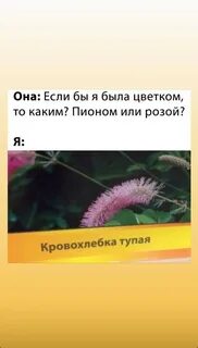 Если бы я была цветами