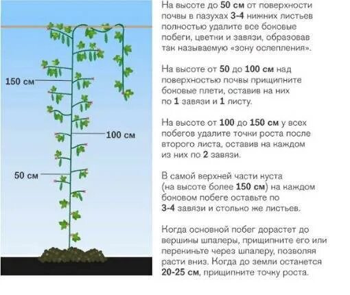 Сколько кустов томатов можно посадить. Схема формирования куста огурцов в теплице. Формируем огурцы в теплице в 1 стебель. Схема формировки огурцов в теплице.