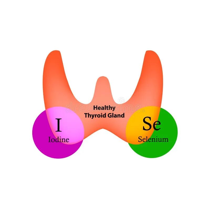 Щитовидная железа йод фтор. Селен для щитовидной железы. Йод и селен для щитовидной. Щитовидная железа на белом фоне.