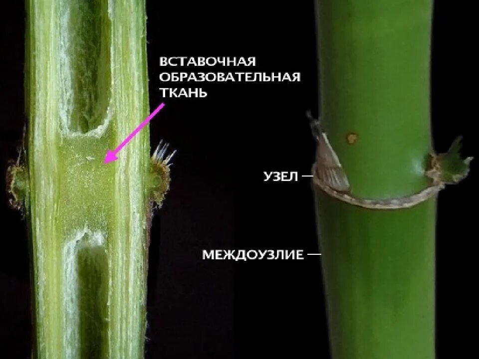 Раневая меристема. Годичные кольца. Стебель растет в длину за счет. Рост стебля в длину. Зоны роста корня растения.