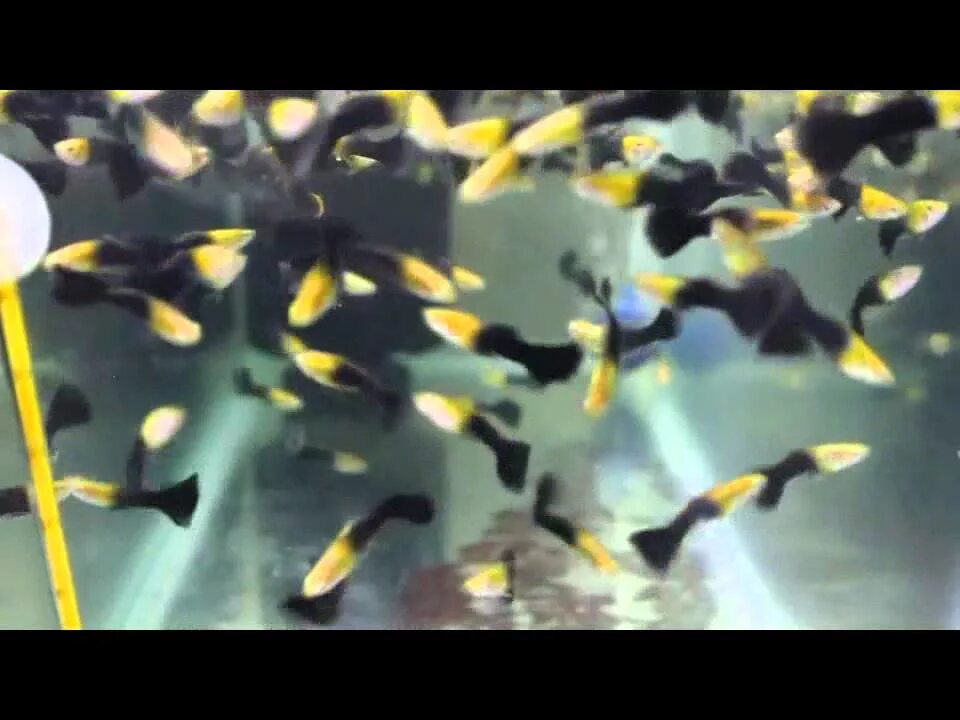 Спаривание гуппи в аквариуме. Гуппи магента. Дакота гуппи. Гуппи слоновые уши. Как размножаются гуппи.