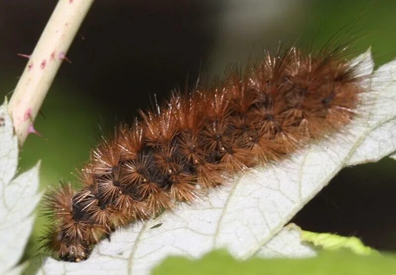 медведица кайя гусеница. медведица кайя гусеница черная. медведица кайя гусеница. гусеница медведица. медведица кайя гусеница.