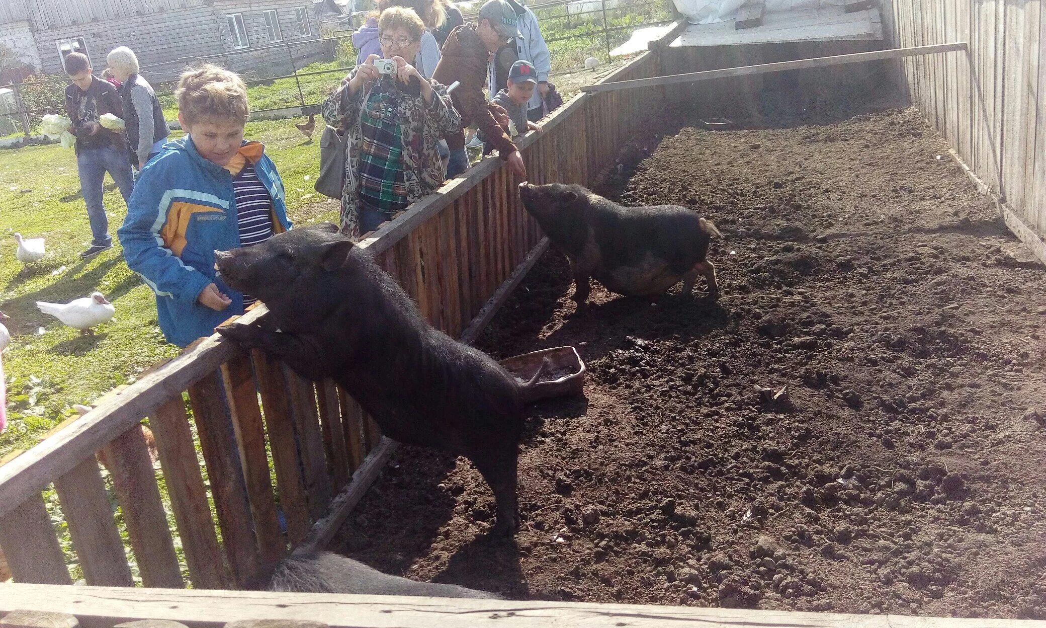 Новосибирский лпх. Страусиная ферма новосибирск колывань. Альто супер в лпх. Новосибирский лпх. Новосибирский лпх.