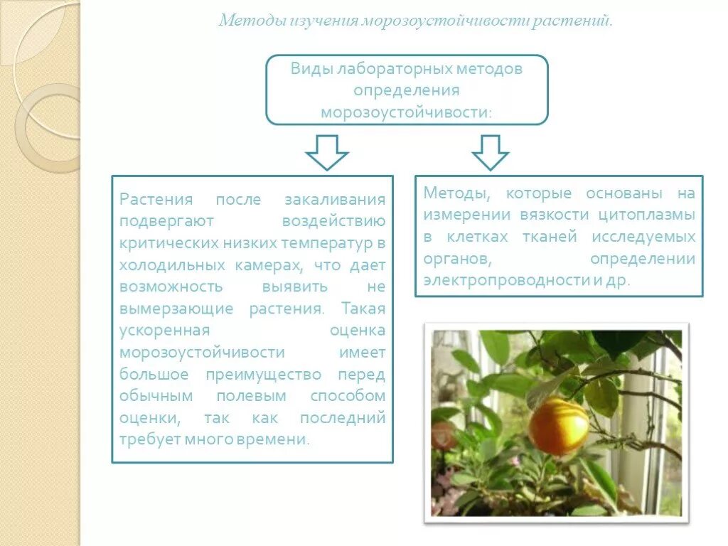 Методы исследования низших растений