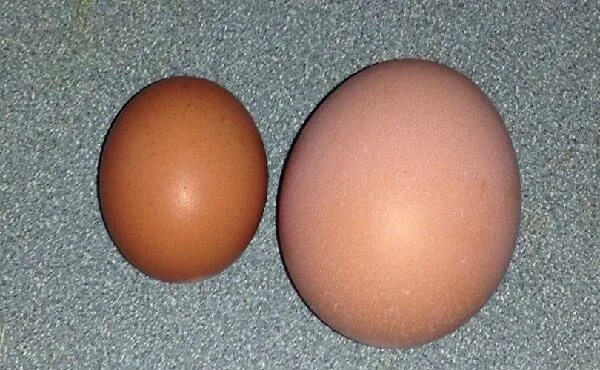 Кура несет мелкие яйца. Мелкое куриное яйцо. Крупные куриные яйца. Маленькие куриные яйца. Куриные яйца маленькие и большие.