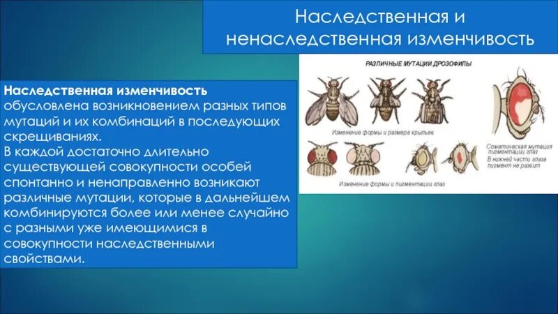 Наследственной называется изменчивость которая затрагивает. Наследственная и ненаследственная изменчивость. Типы наследственной изменчивости. Наследственная изменчивость организмов. Ненаследственная изменчивость обусловлена.