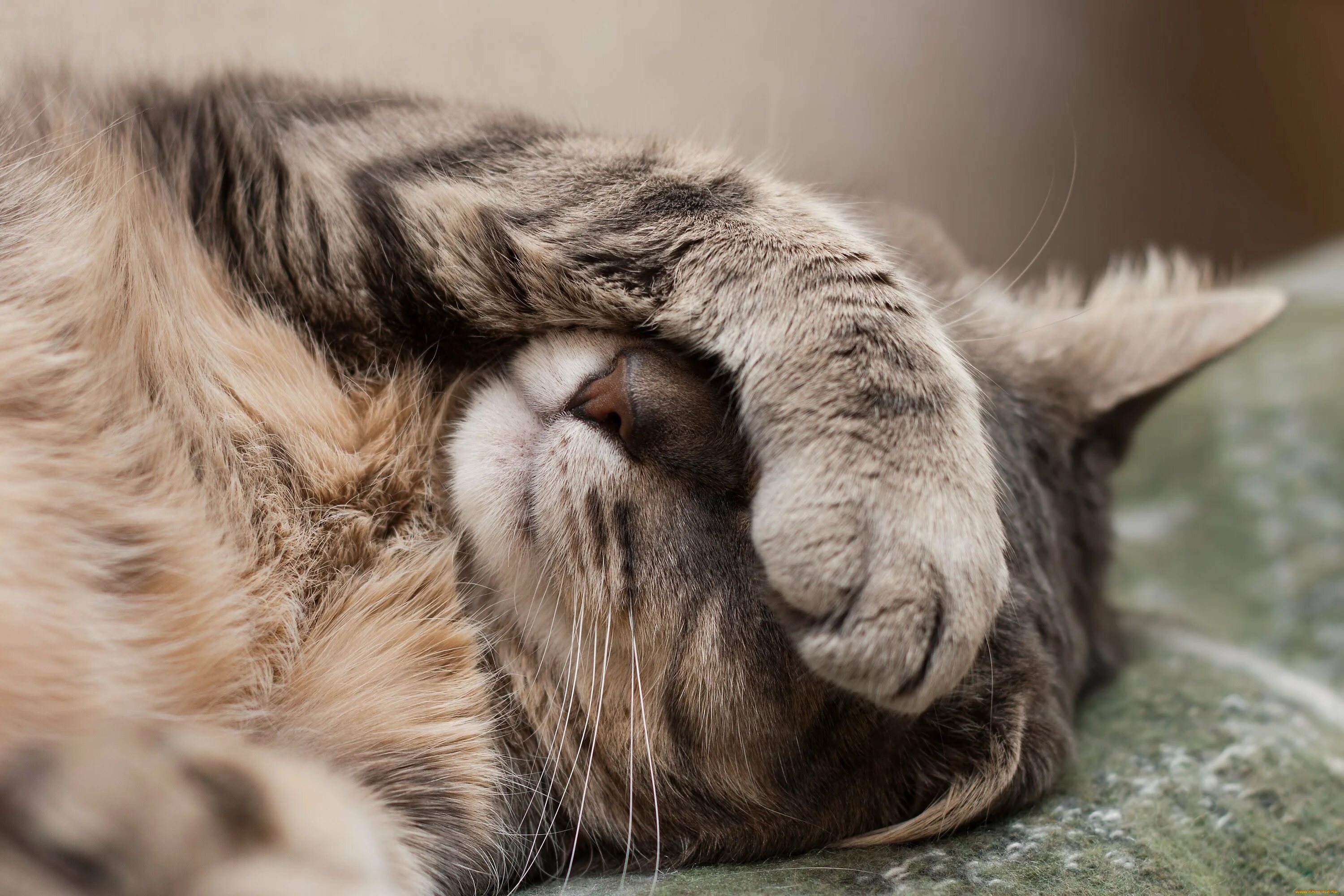 Кошка прячет нос. Уставший котик. Спящий кот. Кошка закрыла глаза лапами.