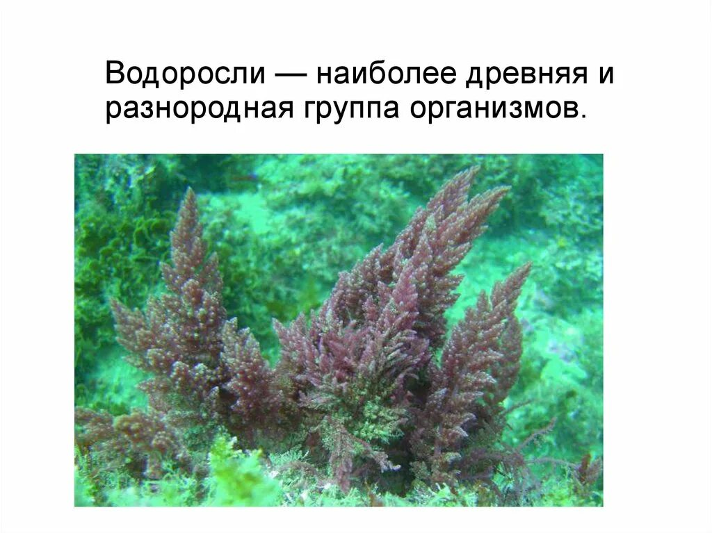 Водоросли самые древние растения. Водоросли самая древняя группа растений. Ламинария слоевища. Наиболее древняя группа растений. Водоросли самая древняя группа растений.