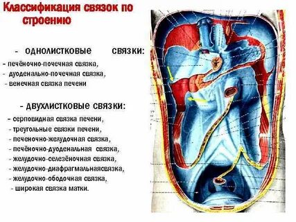 Почечно почечная связка