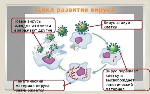 Вирусы способны к размножению