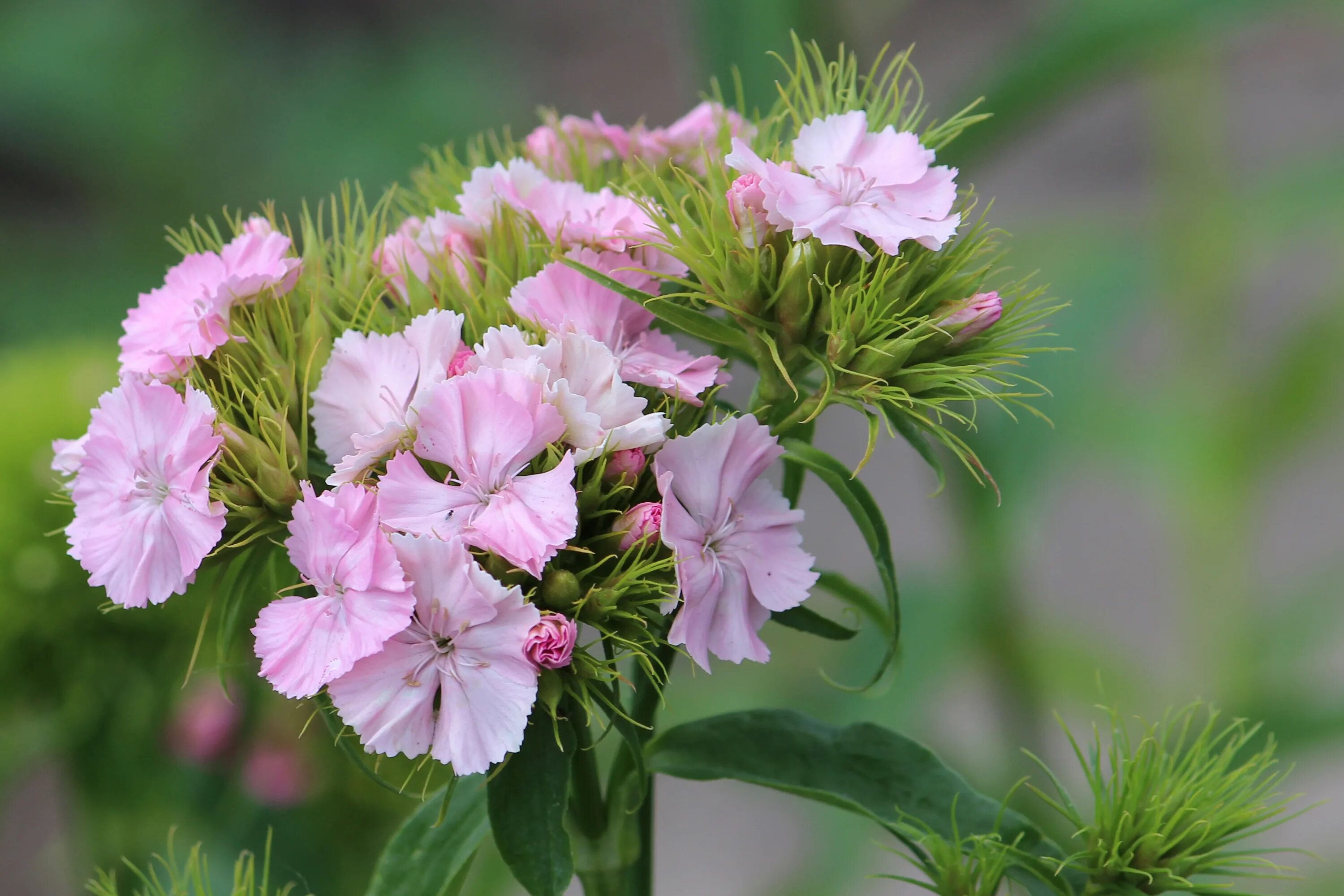 Гвоздика Комачи. Гвоздика Джойс. Гвоздика Шнеефлоке. Arabella Pink гвоздика. Герань гвоздика