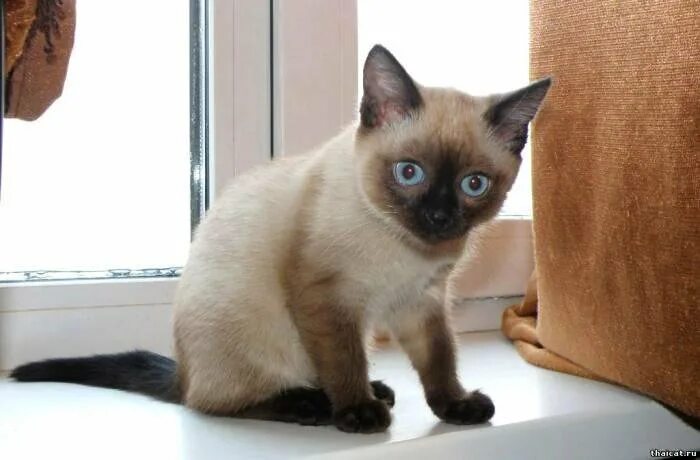 Как выглядит тайская кошка в5 месяцев Carolina Blues Cattery Siamese Kittens for Sale Siamese kittens, Siamese cats bl