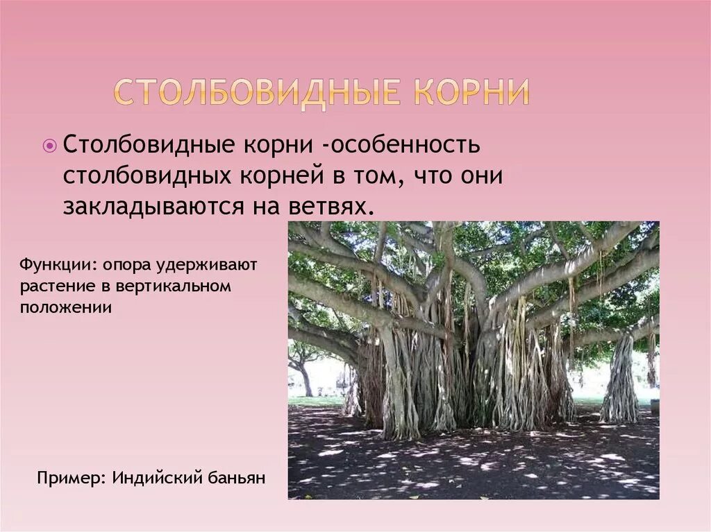 Корень дерева функции