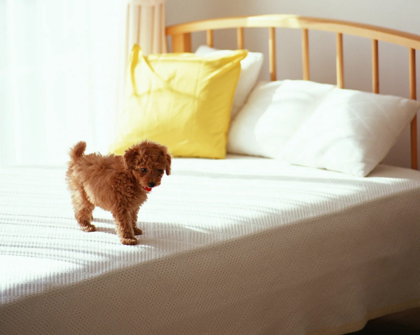 Собака в кровати с хозяином. Собака в кровати с хозяином. Animal bed. Спящие на животе. Собака в постели.