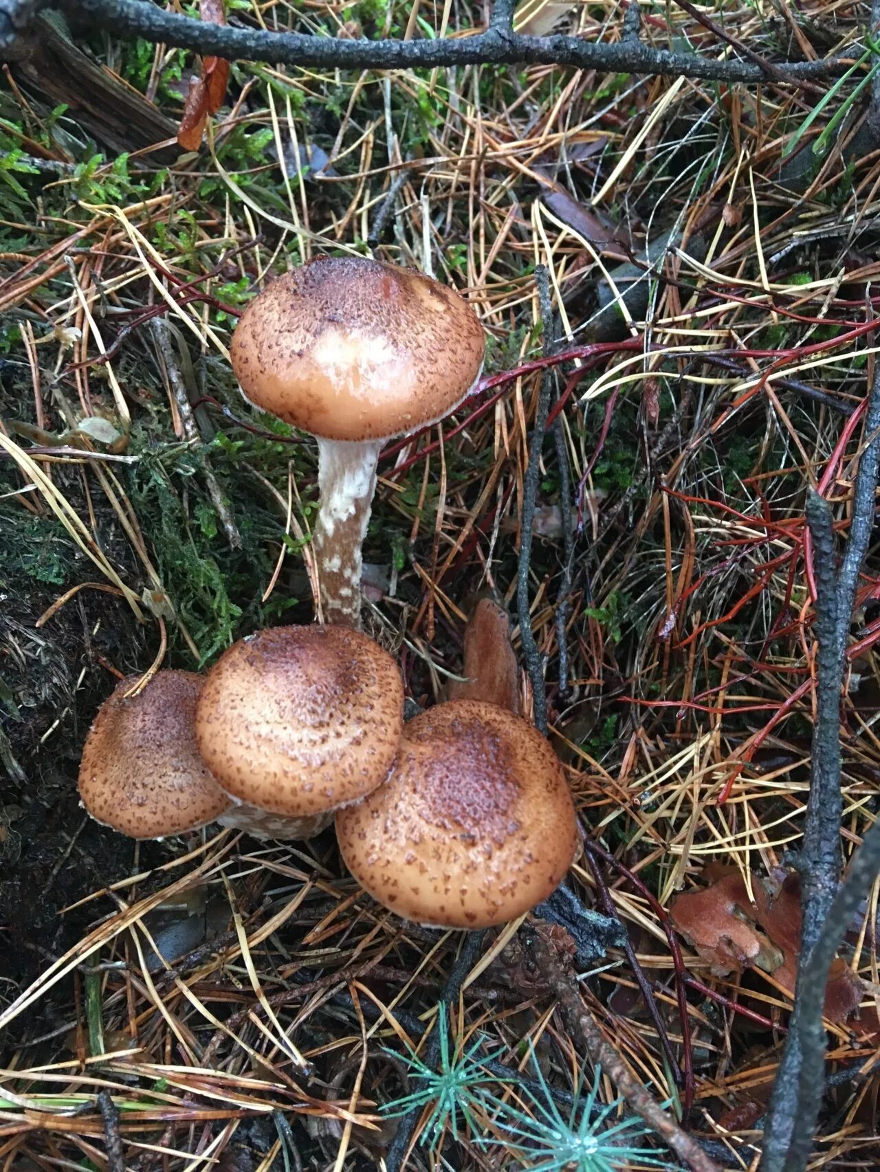 Еловые опята (armillaria ostoyae): фото, описание, как выглядит и как отличить о