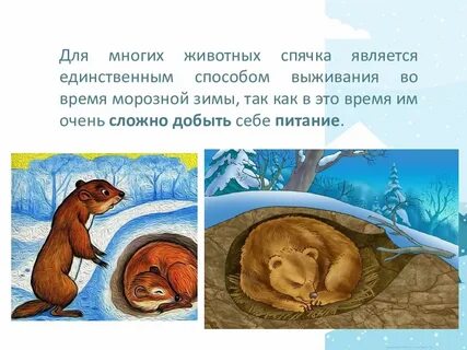 Крыса впала в спячку