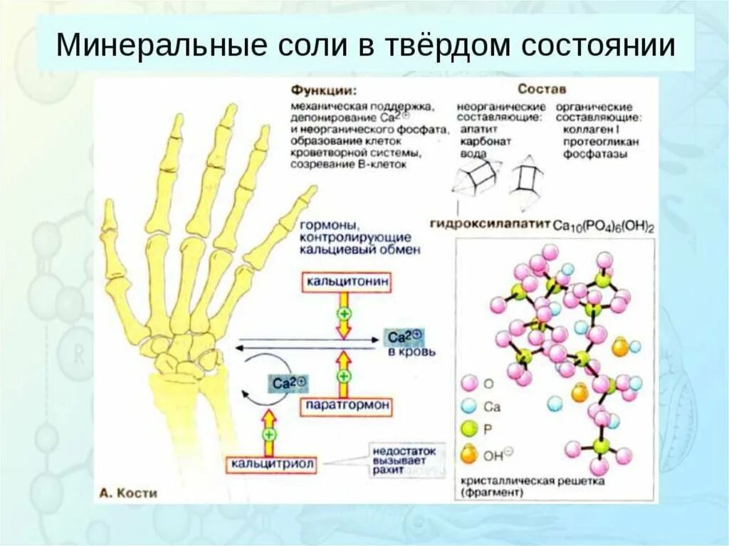 Значение минеральных солей кратко