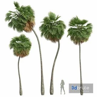 Most high plant