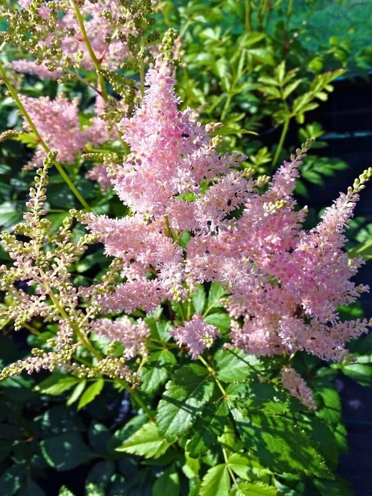 Астильба (сорт 'Peach Blossom'). Астильба простолистная Inshriach Pink. Астильба Кей Вест. Астильба (сорт 'Nemo.