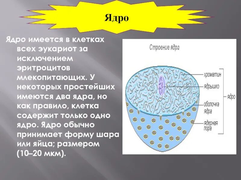 Как называется отверстие в оболочке ядра клетки. Во всех клетках имеется ядро. Что содержит ядро клетки. Ядро содержится в клетках человека.