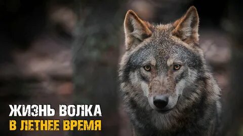 Продолжи волки