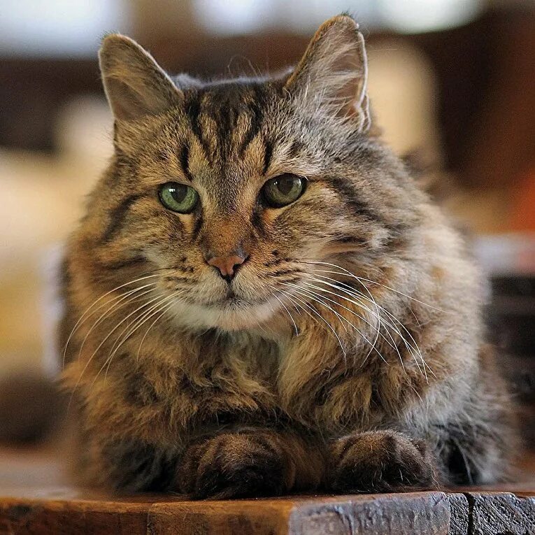 Старшая кошка. Стар котенок. Крим пафф кошка долгожитель. Мейн кун полосатый. Самая старая кошка.