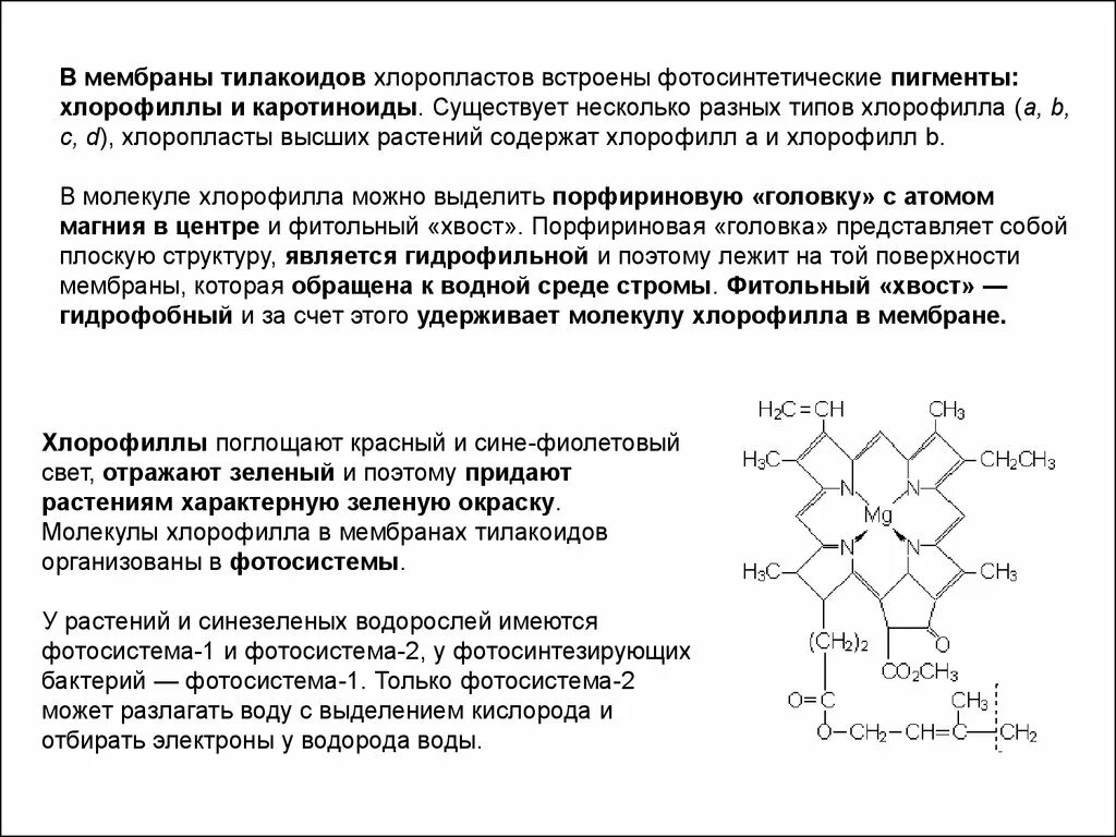 Хлорофилл и каротиноиды