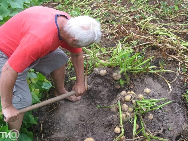 Какие овощи выкапывают лопатой из земли. Овощи которые выкапывают. посадка урожая. огород выкапывание картошки. посадка картофеля и овощей.